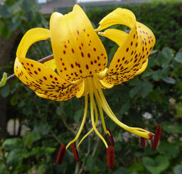 ЛИЛИЯ Пайтон Разбор 12/14 Кол-во упак., шт 5