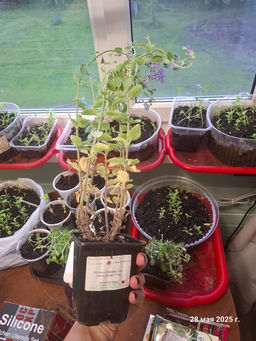 Котовник Фассена Сикс Хиллс Джиант Голд