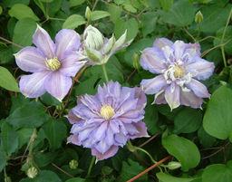 КЛЕМАТИС Пикоти Разбор I Кол-во упак., шт 1