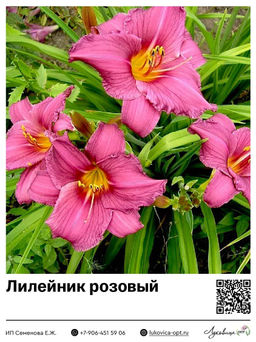 Лилейник Pink