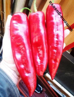 Перец Сахарный  Вишнёвое Вино