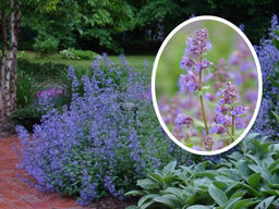 Котовник Фассена Блю Вандер - Долина роз фото 4