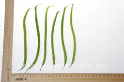 Фасоль Серенгети - Партнер фото 5