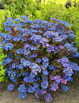 Гортензия пильчатая Barca (Барка) - Голландские луковицы фото 2