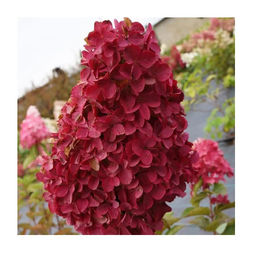 Гортензия метельчатая "Magical Fire" ("Мэджикал Файер")