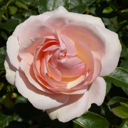 R052 АФРОДИТА