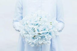 Гортензия древовидная соцветие (без стебля) - Бело-голубой