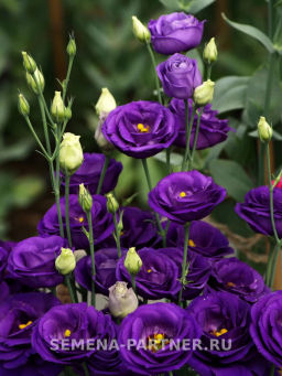 Эустома срезочная махровая сиреневая Принцесса Эльза - Партнер фото 5