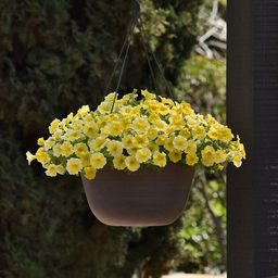 5245D Петхоа Калиберст Еллоу 5шт