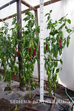 Перец острый Эдвин - Партнер фото 7