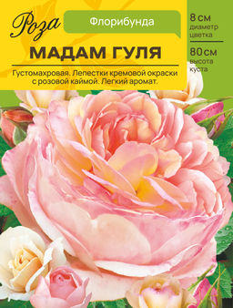 Роза Мадам Гуля (Флорибунда) С ЦВ.НАКЛЕЙКОЙ 1шт