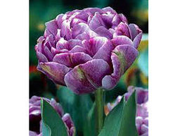 Тюльпан Lilac Perfection (Лайлек Перфекшн) - Долина роз фото 4