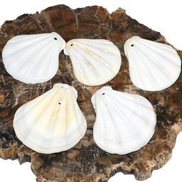 Ракушка морской гребешок в натуральном цвете 30*35мм, 5 ракушек Радуга камня