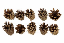 Blumentag PIF-04 Шишки 10 шт. 01 Сосна