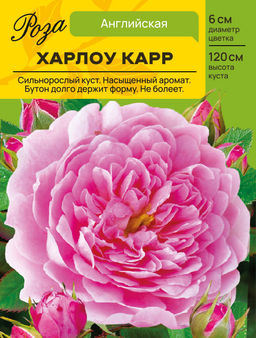 Роза Харлоу Карр (Английская) С ЦВ.НАКЛЕЙКОЙ 1шт