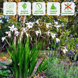 Ацидантера Мюриэл 10шт