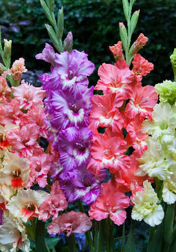 ГЛАДИОЛУС Смесь Гофрированных Сортов Разбор 10/12 Кол-во упак., шт 8