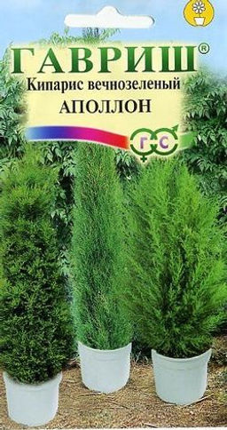 Кипарис Апполон вечнозеленный 0,1гр (г)