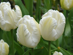 Тюльпан White Parrot (Уайт Пэррот)