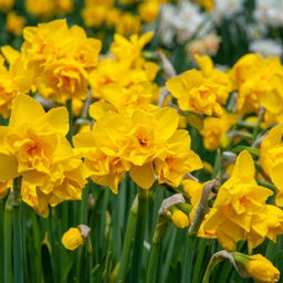 Нарцисс Голден Делишез - Долина роз фото 3