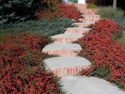 Кизильник Корал Бьюти - Долина роз фото 3