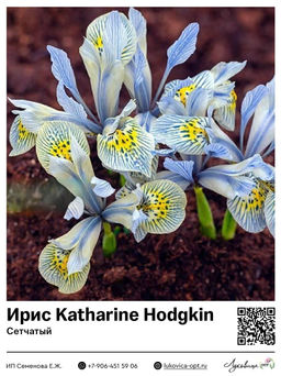 Ирис Katharine Hodgkin (Сетчатый)