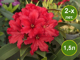 Рододендрон Tarragona (Таррагона)