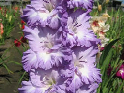 Гладиолус Blue Fros (Блю Фрост) 5 шт