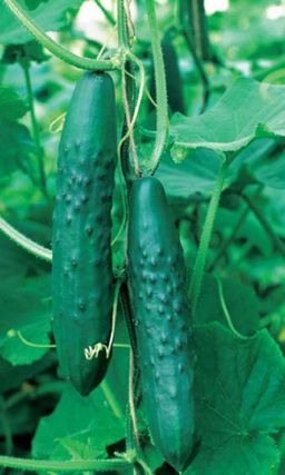 Огурец АПРЕЛЬСКИЙ F1  До 40 кг с каждого метра вашей теплицы! Сладкий, салатный гибрид!