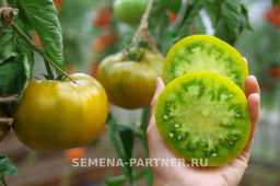 Томат Зеленая Тайна Личинки - Партнер фото 5