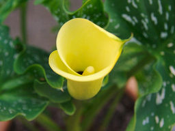 Калла Black Magic (Блек Меджик)