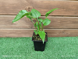 Эхинацея Purpurea Magnus (Магнус) - Долина роз фото 3