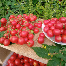 Томат МЕДОВЫЙ МИЛЛИОН Невероятно ранний черри сорт! Созревает целыми кистями! Уникальные вкусовые качества! - Уральский дачник фото 4