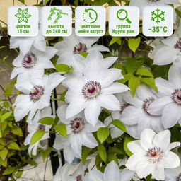 Клематис Miss Bateman (Мисс Бейтман) - Долина роз фото 2