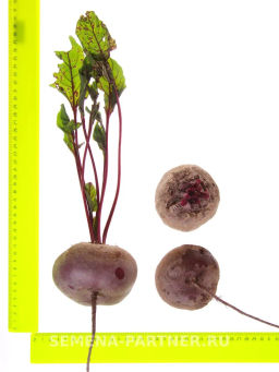 Свекла Египетская Плоская - Партнер фото 6