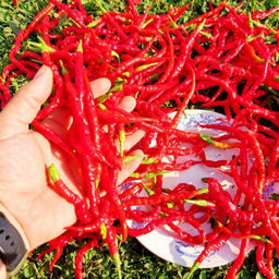 Японский Пряный Сладкий Струнный Перец Химо Тогараши Himo Togarashi