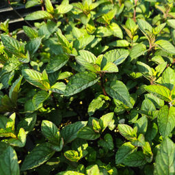 Мята шоколадная - Долина роз фото 4