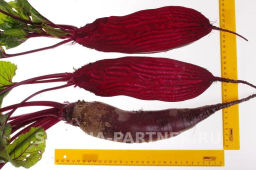 Свекла Калипсо - Партнер фото 6