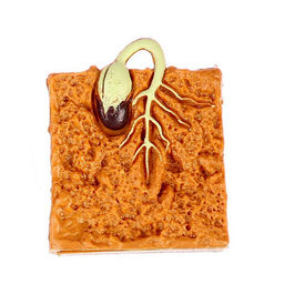 Обучающий набор Этапы развития семечка 4 фигурки - Simaland фото 4