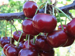 Вишня Английская ранняя