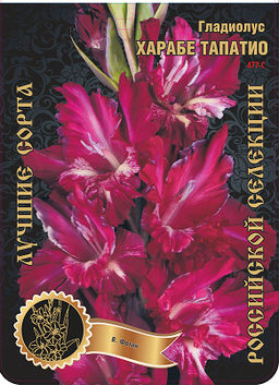 Гладиолус Харабе Тапатио (В-14-343) 477,Фотин Экстра 7шт (Ф)
