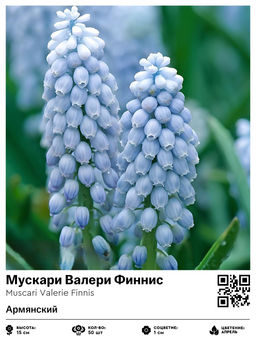 Мускари Valerie Finnis - Голландские луковицы фото 2