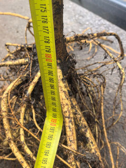 Шелковица на штамбе (8 лет)