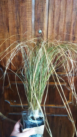 Осока Милк Чоколейт