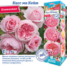 Роза Кисс Ми Кейт (Плетистая) 1шт