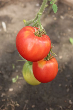 Томат ВЕЛЬМОЖА Вне всякой конкуренции - богатырь в малиновом кафтане! Мякоть как по волшебству сочетает лучшие качества - сказочно вкусная! - Уральский дачник фото 4