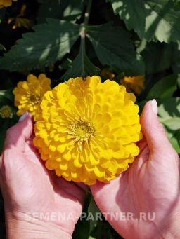 Цинния георгиновидная Сочные тропики Желтая Субмарина - Партнер фото 3