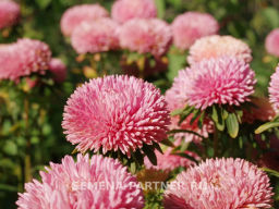 Астра китайская Признание в Любви - Партнер фото 6