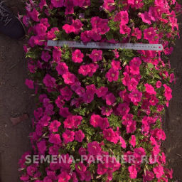 Петуния Итальянка Мануэлла каскадная розовая - Партнер фото 4