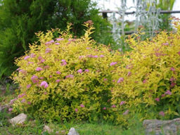 Спирея японская Голден принцесс - Долина роз фото 4